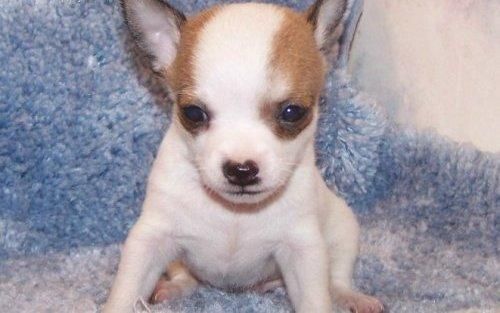 Honest Chihuahua cachorros en adopción