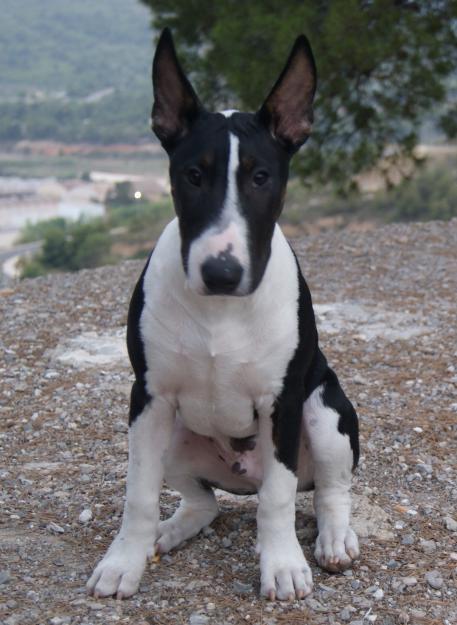 Ofrezco bull terrier para monta