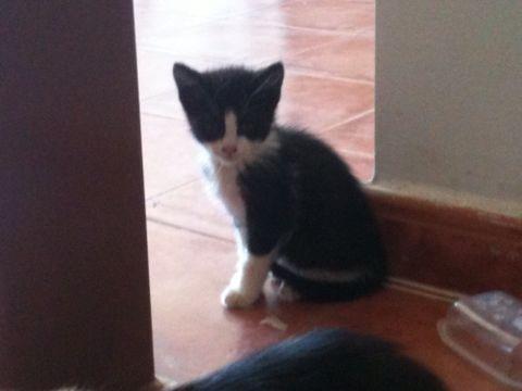 PAQUITO, cachorrillo de gato dulce y tranquilo busca hogar-urgente