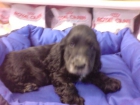 PERROS DE TAMAÑO PEQUEÑO Y MEDIANO EN VENTA CACHORROS - mejor precio | unprecio.es