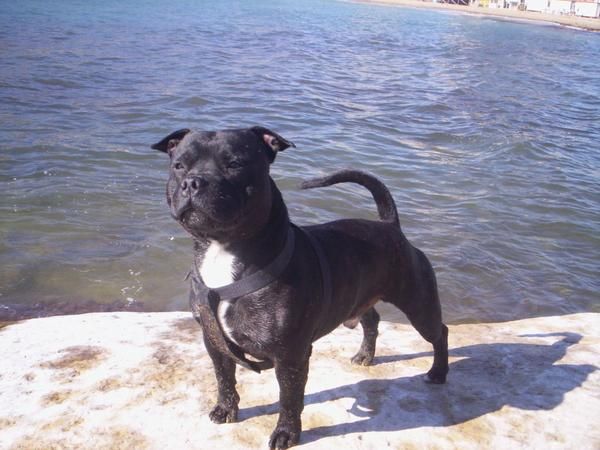 SE OFRECE PARA MONTAS STAFFORSHIRE BULL TERRIER 100% JUDAEL (STAFFY)