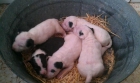 SE VENDE BULL TERRIER - mejor precio | unprecio.es