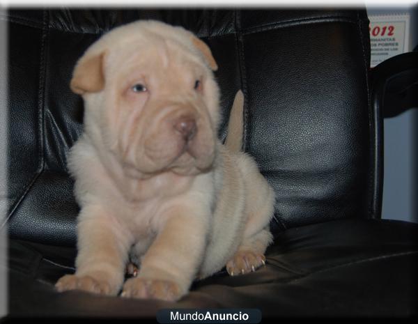 Shar Pei cachorros de muchos colores