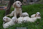 VENDO SETTER INGLES CON PEDIGREE - mejor precio | unprecio.es