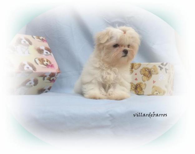 Bichon Maltes