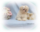 Bichon Maltes - mejor precio | unprecio.es