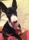 BULL TERRIER MINI - mejor precio | unprecio.es