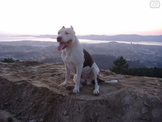cachorros american pit bul terrier