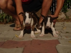 CACHORROS DE BULLTERRIER 590 - mejor precio | unprecio.es