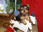 CAMADA YORKSHIRE TERRIER MINIS 180E TRANSPORTES INCLUIDOS macho y hembra - mejor precio | unprecio.es