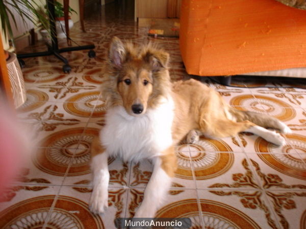 collie canela