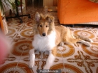 collie canela - mejor precio | unprecio.es