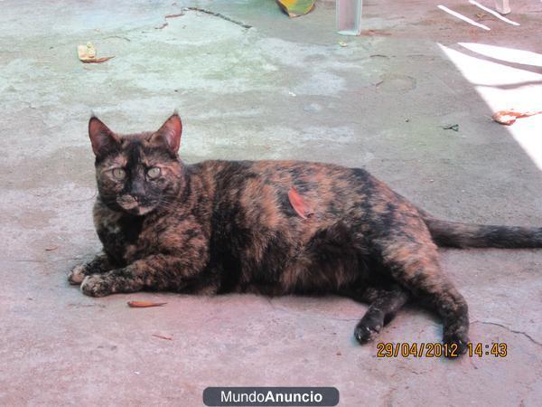 gata perdida
