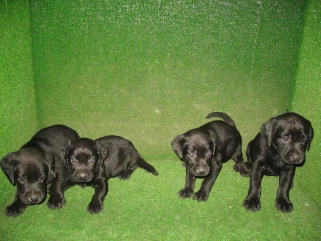LABRADORES DE PELO NEGRO, 190 Euros..