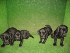 LABRADORES DE PELO NEGRO, 190 Euros.. - mejor precio | unprecio.es