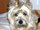 Me llamo Chuck, soy un cairn terrier y busco novia en Barcelona... - mejor precio | unprecio.es