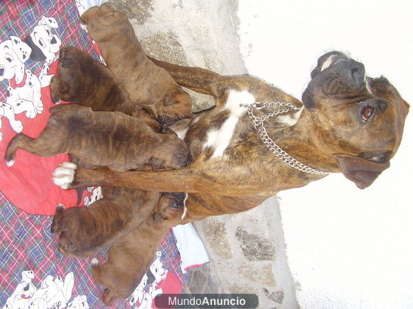 Preciosa camada BOXER