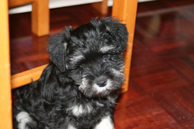 SCHNAUZER MINIATURA NEGRO Y PLATA