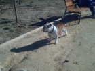 vendo cachorros bulldog ingles - mejor precio | unprecio.es