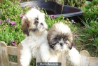 Venta de perros, criadero de calidad - mejor precio | unprecio.es