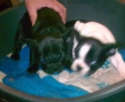 Preciosos cachorros de Bulldog Francés! - mejor precio | unprecio.es