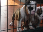 bulldog ingles - mejor precio | unprecio.es