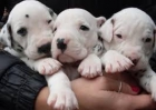 Cachorros dalamata disponibles - mejor precio | unprecio.es