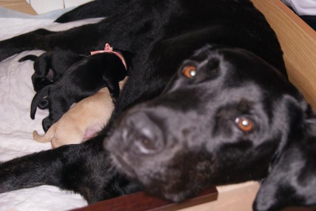 cachorros de labrador retriever disponibles