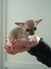 Chihuahua toy para San Valentín con pedigree RSCE - mejor precio | unprecio.es