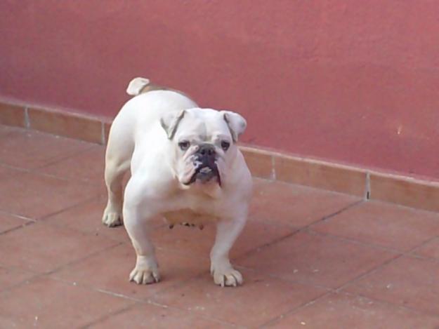 henbra de bulldog ingles