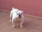 henbra de bulldog ingles - mejor precio | unprecio.es