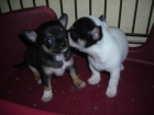 se vende chihuahuas - mejor precio | unprecio.es