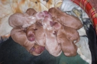 SE VENDEN CACHORROS DE COCKER SPANIEL INGLES - mejor precio | unprecio.es