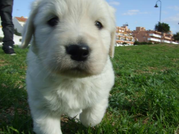 VENDO CACHORROS DE GOLDEN RETRIEBER