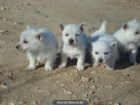 West higland, el perfecto cachorro a buen precio - Alicante - mejor precio | unprecio.es