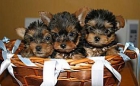 YORKSHIRE TERRIER TAMAÑO TOY POR 400E - mejor precio | unprecio.es