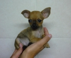 Cachorritos de Chihuahua super minis preciosos - mejor precio | unprecio.es