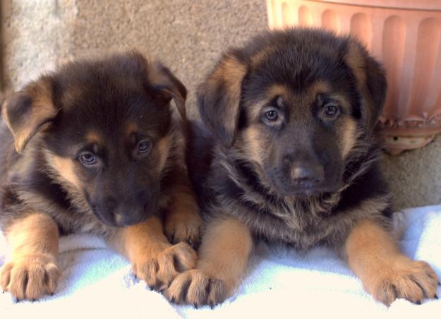 CACHORROS PASTOR ALEMAN PURA RAZA