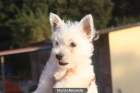 CACHORROS WESTY 250€ - mejor precio | unprecio.es