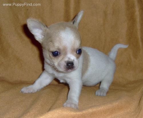 Espectacular Chihuahua de Pelo Corto -*Precioso cachorro de chihuahua de pelo corto de impresionante tipicidad:
