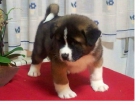 Excelentes cachorros akita americano, hijos de campeon - mejor precio | unprecio.es