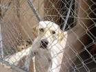Macho X de Golden y Labrador de 1añito.ADOPTALO! - mejor precio | unprecio.es