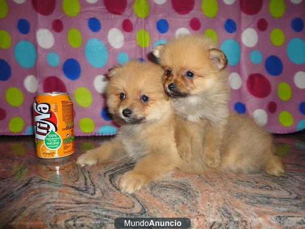 POMERANIA MINI 395€
