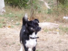 regalo perrito - mejor precio | unprecio.es
