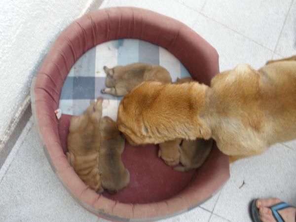 se vende SHAR PEI