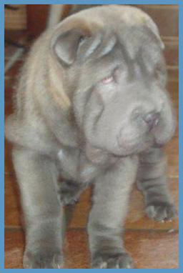 shar pei azul silver sable!! hembra pedigree