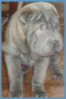 shar pei azul silver sable!! hembra pedigree - mejor precio | unprecio.es