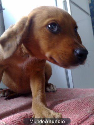TOD y TOBY - 2 cachorros asustados