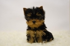 ultimos cachorretes de yorkshire toy 1,5 kg - mejor precio | unprecio.es