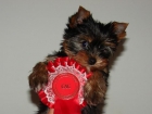 Yorkshire Terrier Cachorros - mejor precio | unprecio.es